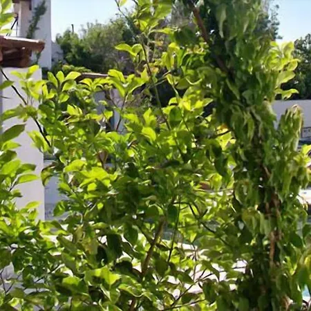 Patriko スキロス